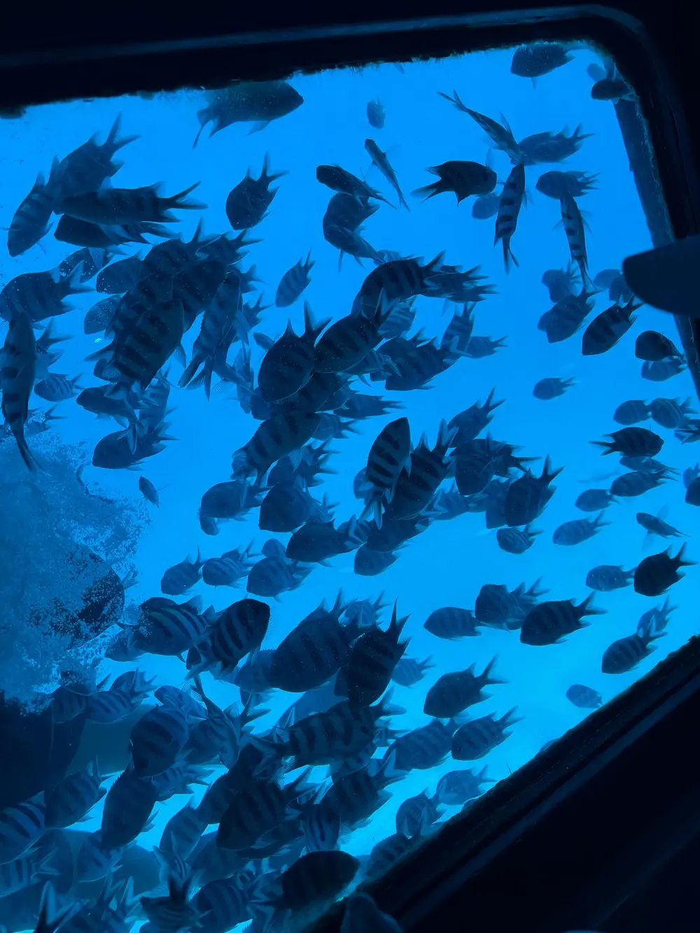 Hurghada: Royal Seascope Submarine Cruise with Snorkeling Stop