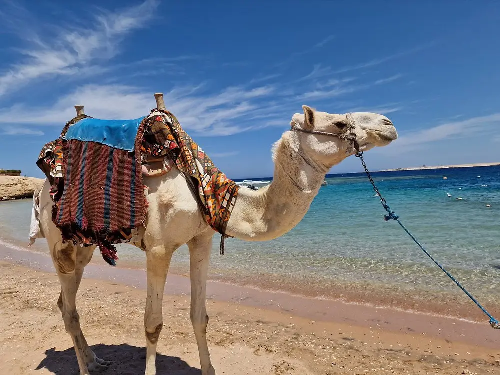 Sharm El Naga Snorkeling Trip from Hurghada